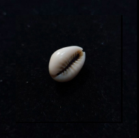 Monnaie primitive