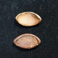 Monnaie primitive